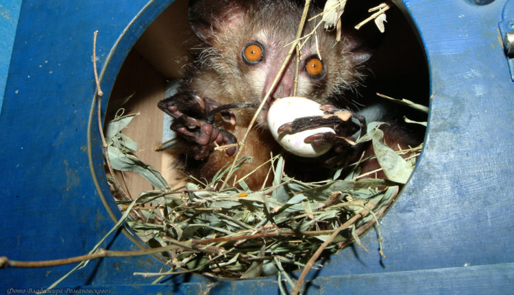 Интересные факты о мадагаскарской руконожке