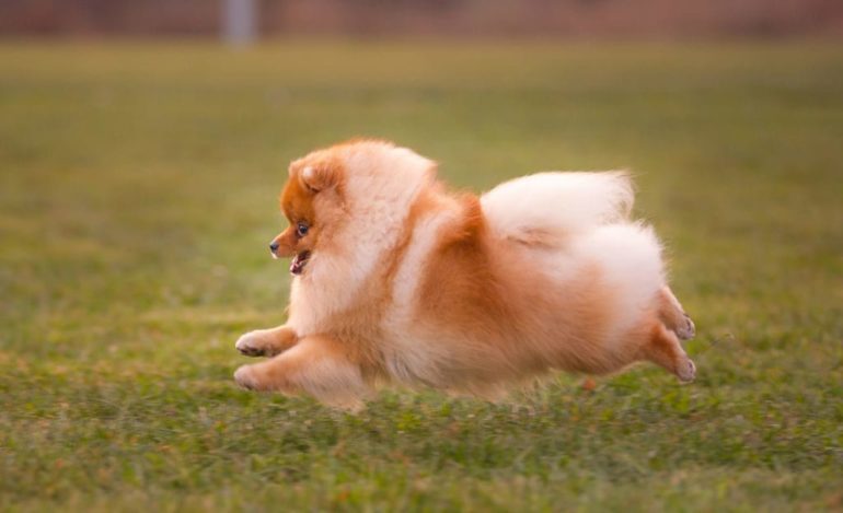 Особенности в воспитании шпица Образование и обучение