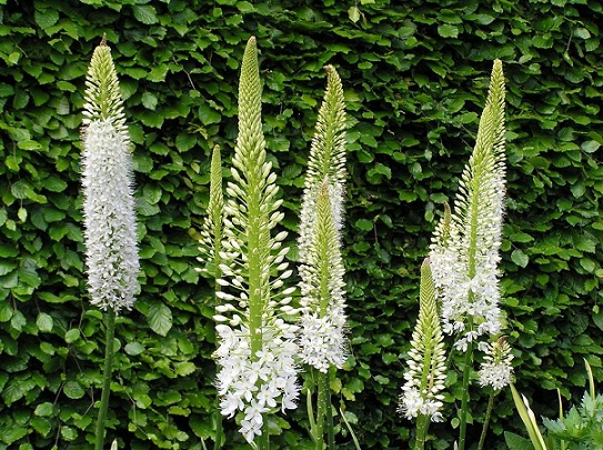 Крымские эндемичные растения и животные