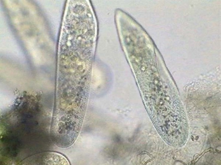 внешний вид инфузории