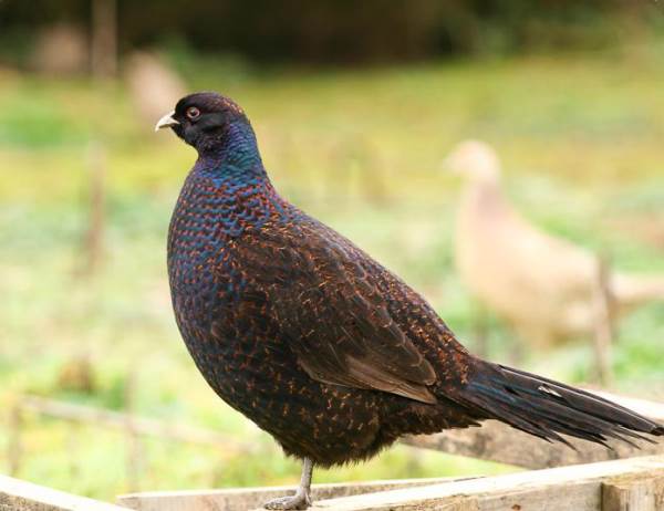 Фазан-птица-Описание-особенности-виды-образ-жизни-и-среда-обитания-фазана-13