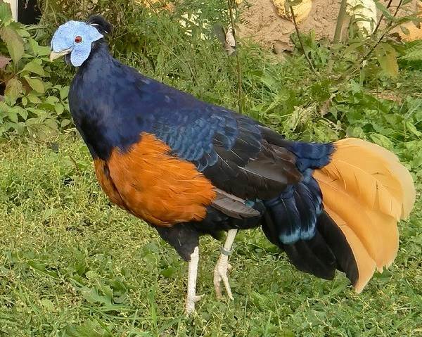 Фазан-птица-Описание-особенности-виды-образ-жизни-и-среда-обитания-фазана-14