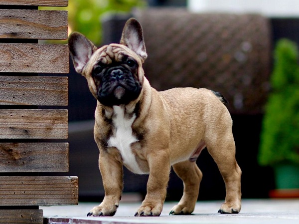 Бульдоги – разновидности породы, описание