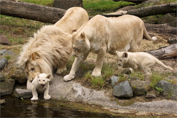 Белые львы: описание