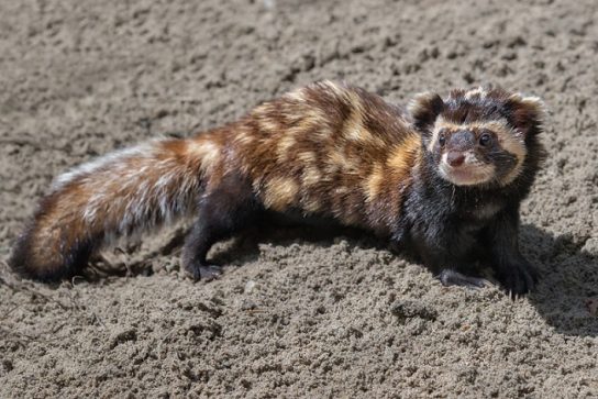 Животные и растения Алтайского края, занесенные в Красную книгу