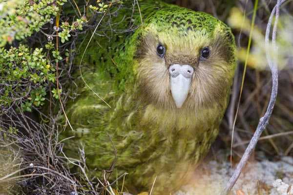 какапо попугай имеет окрас, делающий его незаметным на фоне растительности