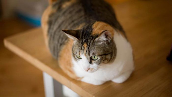 Жирный кот Ситцевый кот