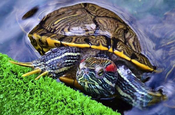 Красноухая черепаха-Описание-особенности-виды-образ жизни-и-среда обитания-6