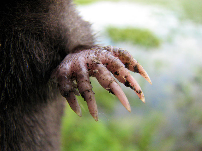 Как отличить слепыша от крота: строение тела, образ жизни и размножение животных