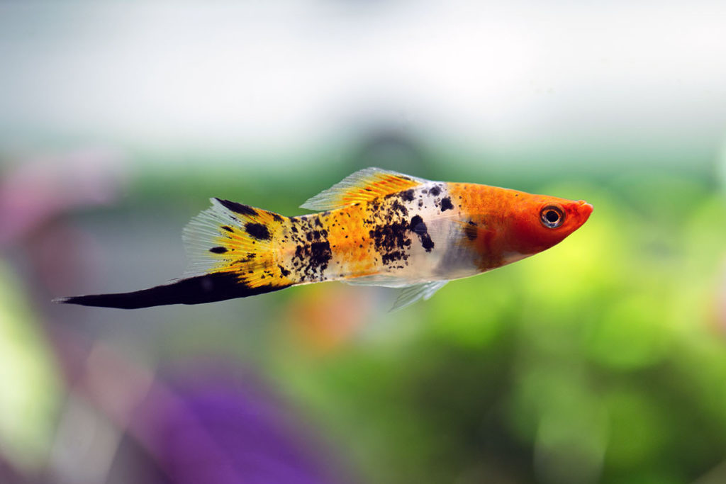 Ситцевый меченосец фото. Трехцветный меченосец