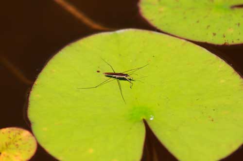 Животный и растительный мир болот: примеры, характеристика