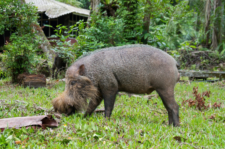 Бородатая свинья – природное создание