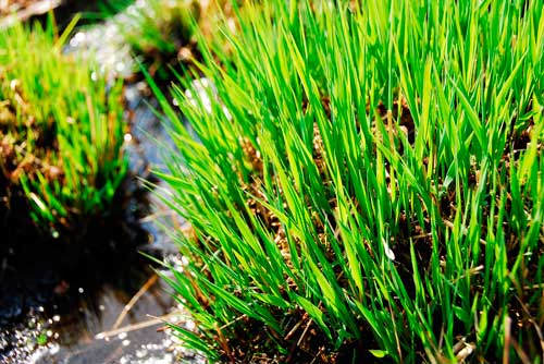 Животный и растительный мир болот: примеры, характеристика