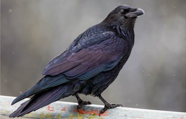 Оседлые-птицы-Описания-имена-и-виды-оседлых-птиц-17