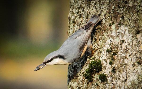 Оседлые-птицы-Описания-имена-и-виды-оседлых-птиц-18