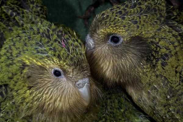 пара совиных попугаев