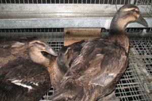 Украинская утка