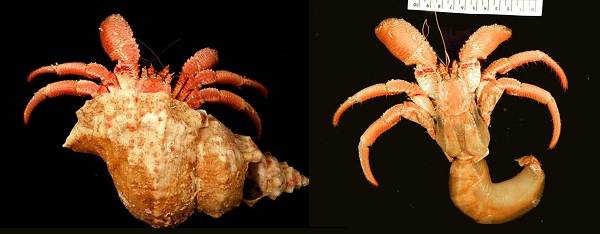 Рак-отшельник, его особенности, образ жизни и среда обитания-11