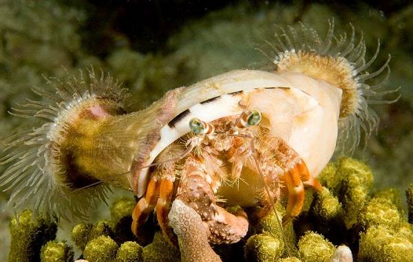 Рак-отшельник, его особенности, образ жизни и среда обитания-14