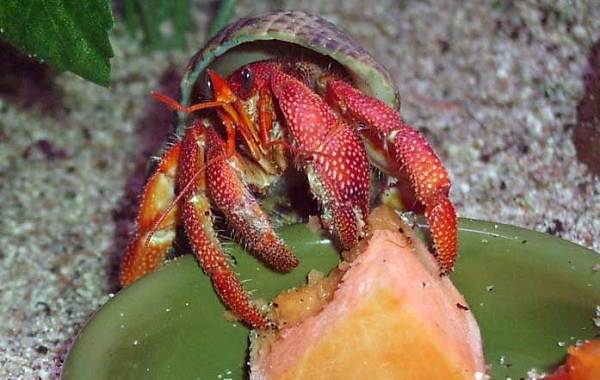 Рак-отшельник, его особенности, образ жизни и среда обитания-16