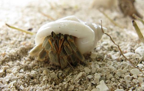 Рак-отшельник, его особенности, образ жизни и среда обитания-7