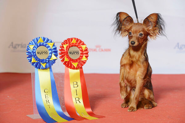 одиннадцать