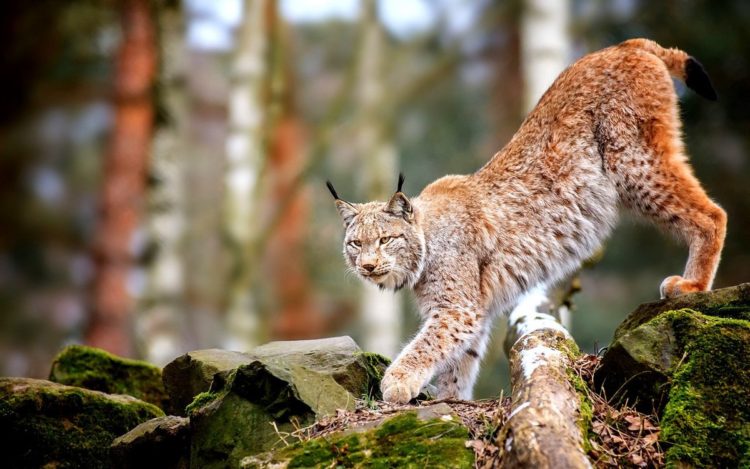 Гималайский медведь: образ жизни и среда обитания