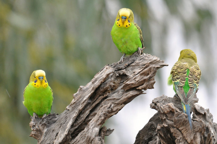 Голубой, зеленый, фиолетовый волнистый попугай: разновидности и расцветки