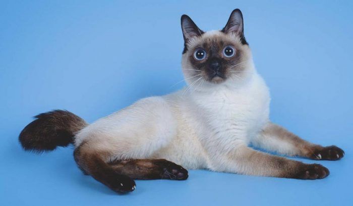 Взрослый скиф тай дон Взрослый кот