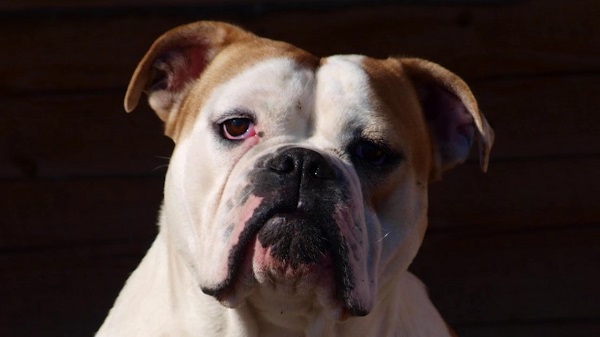 Бульдоги – разновидности породы, описание