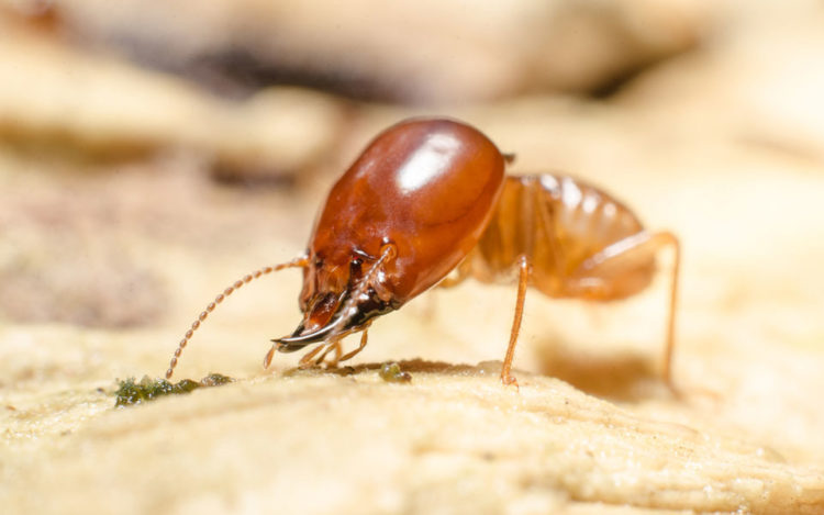 Медведь Губач: как выглядит, где обитает, чем питается и интересные факты