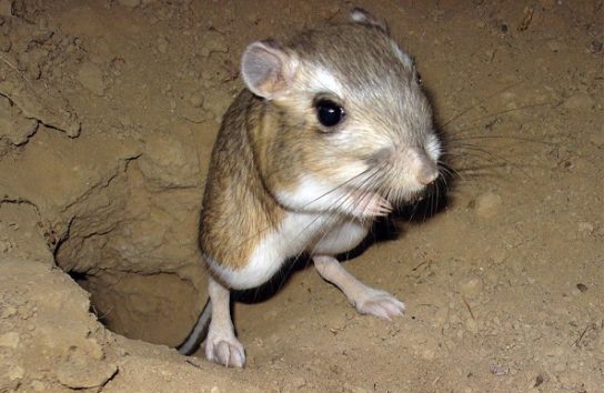 Животные и растения Алтайского края, занесенные в Красную книгу