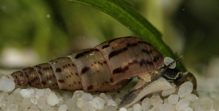 Улитка ходит по аквариуму