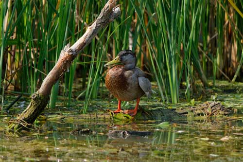 Животный и растительный мир болот: примеры, характеристика