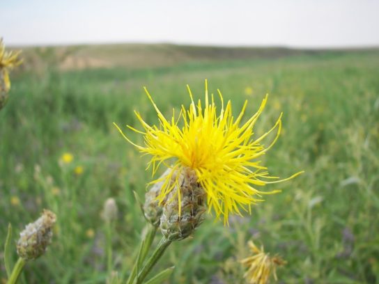 Крымские эндемичные растения и животные
