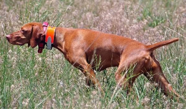 Венгерская-собака-выжла-описание-особенности-уход-содержание-порода-4