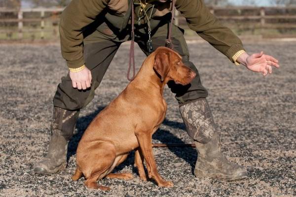 Венгерский-пойнтер-визла-описание-особенности-ухода-и-содержания-породы-5