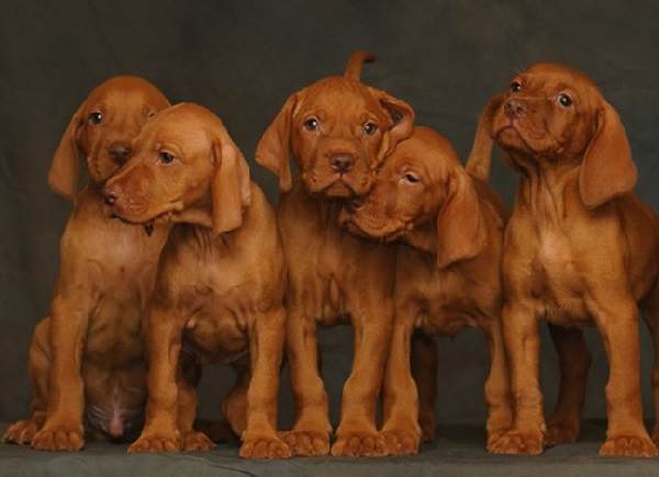 Венгерская-пойнтер-визла-описание-особенности-ухода-и-содержания-породы-6