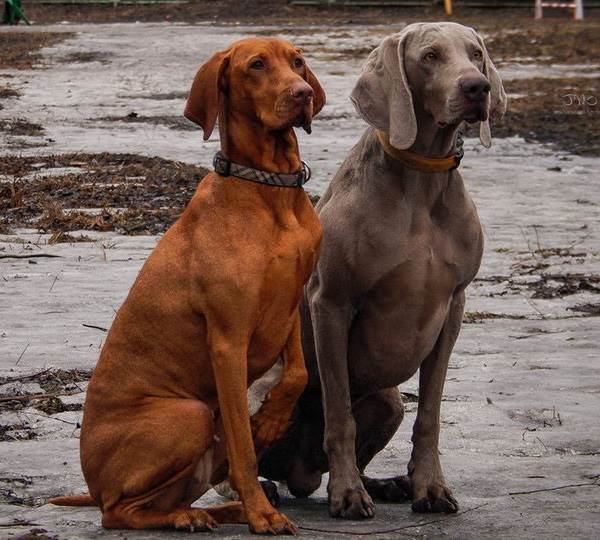 Венгерская-пойнтер-визла-описание-особенности-ухода-и-содержания-породы-7