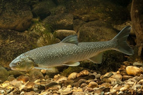 Красная книга Краснодарского края