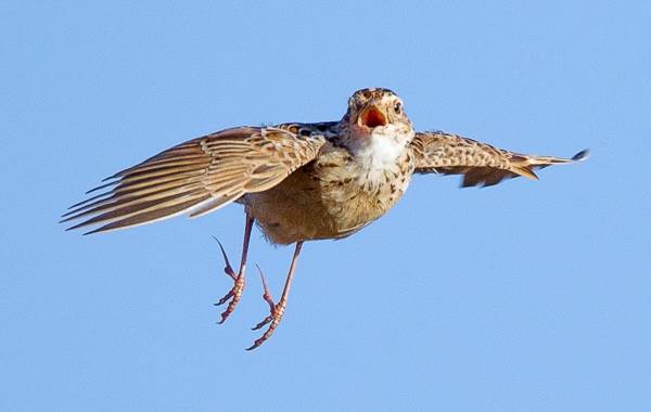 Жаворонок-птица-Описание-особенности-образ жизни-и-среда обитания-жаворонок-13