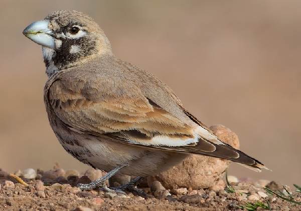 Жаворонок-птица-Описание-особенности-образ жизни-и-среда обитания-жаворонок-14