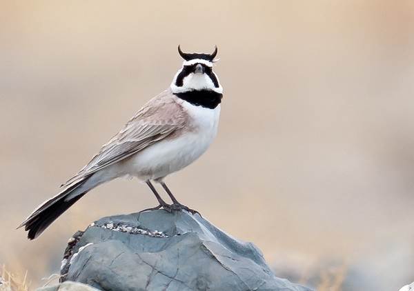 Жаворонок-птица-Описание-особенности-образ жизни-и-среда обитания-жаворонок-9