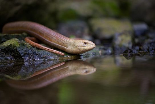 Красная книга Краснодарского края