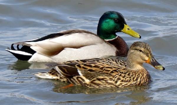 Животные-озера-Байкал-Описания-названия-виды-и-особенности-животных-Байкала-15