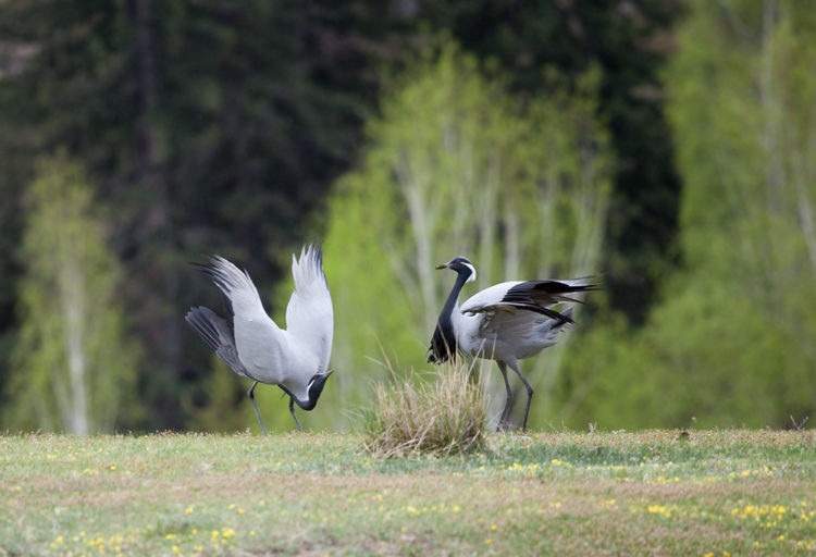 Журавль-красавка удивил жителей Крыма