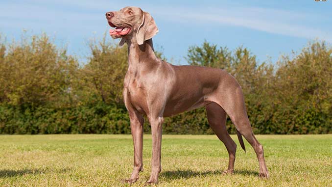 фото собаки породы Веймаранер