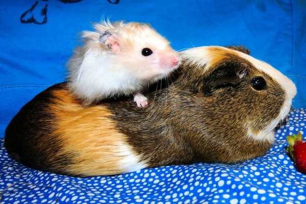 Признаки возраста животных