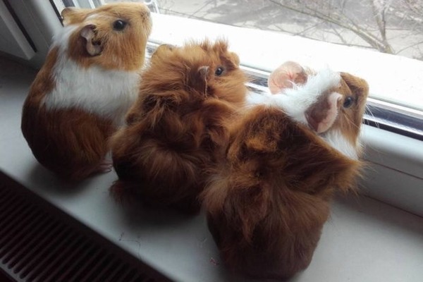 Любопытная киска