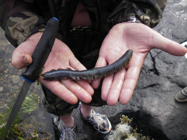 Всё о черве пескожиле, где искать, как добыть, хранить и лучшие способы насадки на крючок